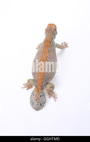 Spinosa Omani-tailed lizard (Uromastyx thomasi) Foto Stock
