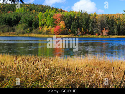 Cat tails crescente lungo un movimento lento fiume nelle zone rurali di Prince Edward Island, Canada Foto Stock