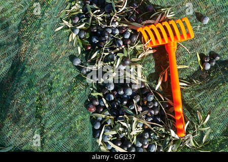 Olive, appena raccolto dalla struttura ad albero, sulle reti di verde Foto Stock