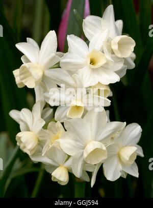 Narciso - 'Silver carillon' (Triandrus) BUL056112 Foto Stock