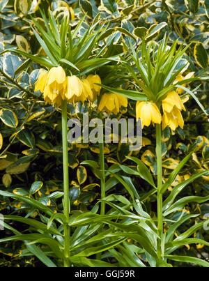 Fritillaria imperialis - 'Maxima Lutea' AGM BUL059671 Foto Stock