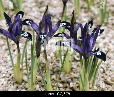 Iris - "Pauline' - (Reticulata) BUL065828 Foto Stock