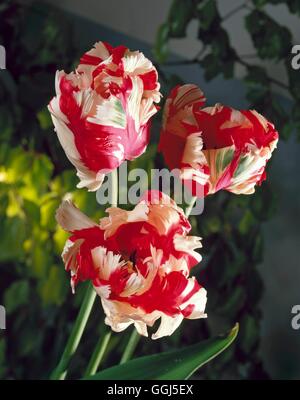 Tulipa - 'Estella Rijnveld' (Parrot) BUL074606 Foto Stock