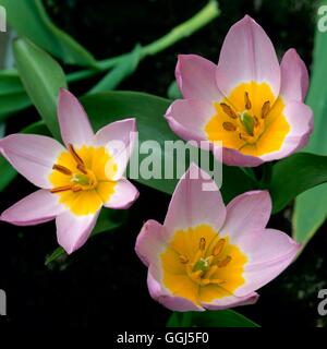 Tulipa saxatilis - 'Lilac Wonder' BUL074610 Foto Stock