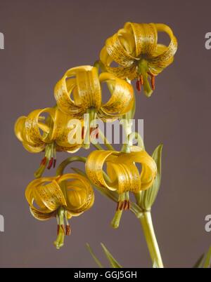 Il Lilium pyrenaicum AGM BUL078749 Foto Stock