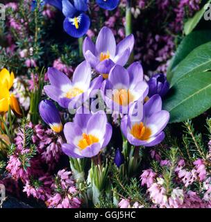 Crocus sieberi - subsp. sublimis 'tricolore' AGM BUL081711 Foto Stock