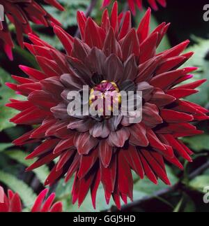 Dahlia - 'Dark straniero AGM - (piccoli semi-cactus) BUL081766 Foto Stock