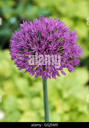 Allium hollandicum - (Syn A. aflatuense) BUL089144 Foto Stock