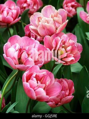 Tulipa - "Blue Diamond' (Paeony) fiorito BUL100771 Foto Stock