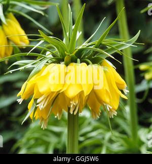 Fritillaria imperialis - 'Maxima Lutea' AGM BUL107527 Foto Stock