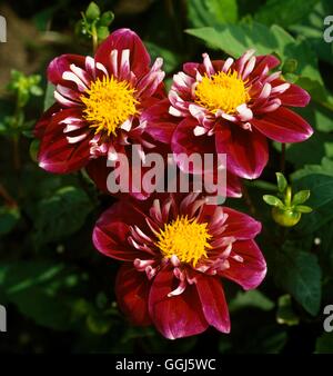 Dahlia 'impressione Fantastico' Data: 11/09/2008 BUL107559 Foto Stock