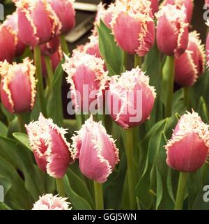 Tulipa - 'Cummins' - (frange) BUL107923 Foto Stock