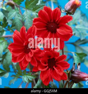 Dahlia - "vescovo di Llandaff' AGM BUL109623 Foto Stock