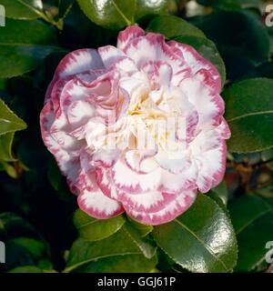 Camellia japonica - 'Margaret Davis'013664 A CAMMA Foto Stock