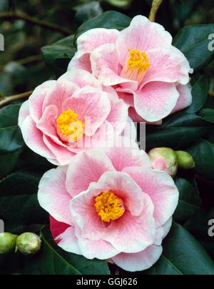 Camellia japonica - "Il tuo davvero'021012 A CAMMA Foto Stock