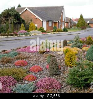 E conifere Heather giardino - nel marzo CHG060741 Foto Stock