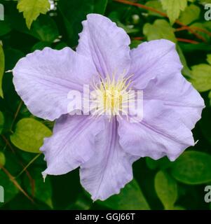 La clematide - "Saranno Goodwin' AGM CLE014804 Foto Stock