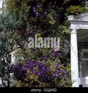 Giardini di arrampicata - "Clematis Jackmanii Superba' crescendo attraverso la luma CLG072226 Horticul foto Foto Stock
