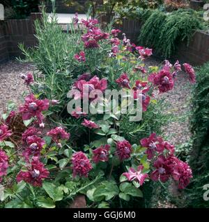 Giardini di arrampicata - Clematis viticella 'Purpurea Plena Elegans' AGM crescendo attraverso il rosmarino CLG089995 obbligatorio di Cr Foto Stock