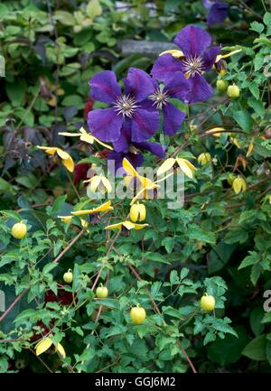Giardini di arrampicata - "Clematis Jackmanii Superba' con la clematide 'Golden Tiara' (si prega di credito: Foto di Orticoltura/ Thorncroft Cl Foto Stock