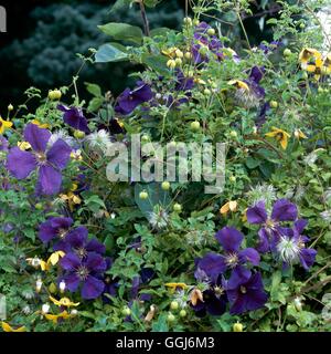 Giardini di arrampicata - "Clematis Jackmanii Superba' con la clematide 'Golden Tiara' (si prega di credito: Foto di Orticoltura/ Thorncroft Cl Foto Stock