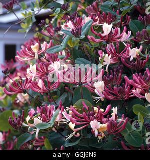 Lonicera periclymenum - 'Belgica' presto il caprifoglio olandese CLS001342 /Photo Foto Stock