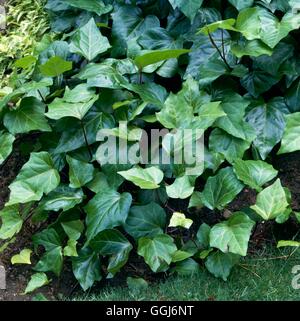 Hedera hibernica AGM - Atlantic Ivy CLS005521 Foto Stock