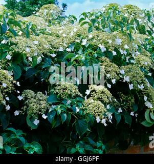 Hydrangea anomala - subsp. petiolaris AGM CLS008415 Foto Stock