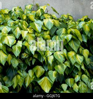 Hedera colchica - 'Sulphur cuore degli azionisti di CLS023213 Foto Stock