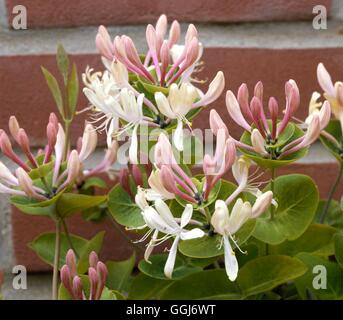 Lonicera caprifolium AGM CLS034786 Foto Stock