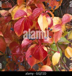 Parthenocissus quinquefolia - Virginia superriduttore CLS092782 Foto Stock