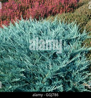 Juniperus horizontalis - "Blue Chip" CON044582 Foto Stock