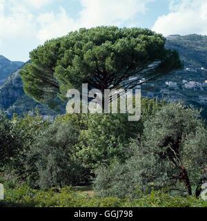 Pinus pinea AGM- - Pini ''Ombrello Pine' CON054922 /Photosho' Foto Stock