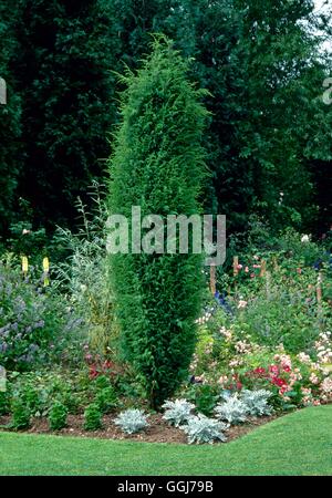 Juniperus communis - 'Hibernica' CON055393 Foto Stock