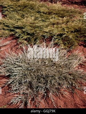 Juniperus horizontalis - 'Hughes' con J. sabina "Arcadia" dietro CON055454 Horticultur foto Foto Stock