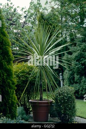 Container - Shrub - planted with Cordyline australis giving good architectural effect   CTR022491 Foto Stock