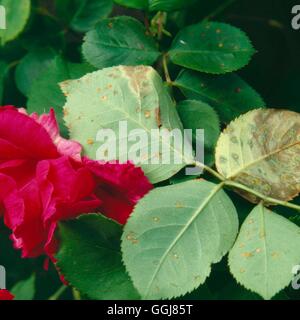 Ruggine - sulle rose- - (Phragmidium tuberculatum) DIS022357 Foto Stock