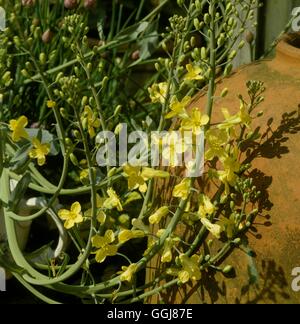 Bullonatura di brassica Data: 28/08/2008 DIS056501 Foto Stock