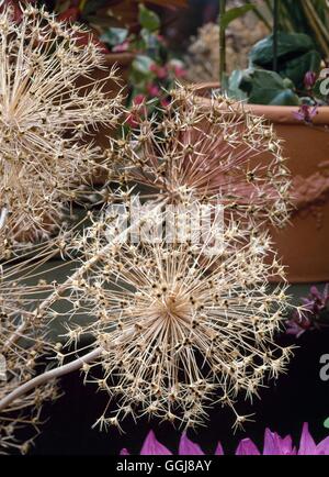 Piante essiccate - Allium cristophii DRI034119 Foto Stock