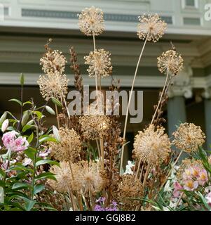 Piante essiccate - Allium e Fritillaria DRI034129 Foto Stock