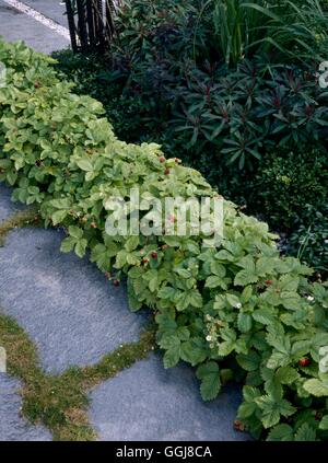 La bordatura di piante - di fragole alpina EDG105457 Foto Stock