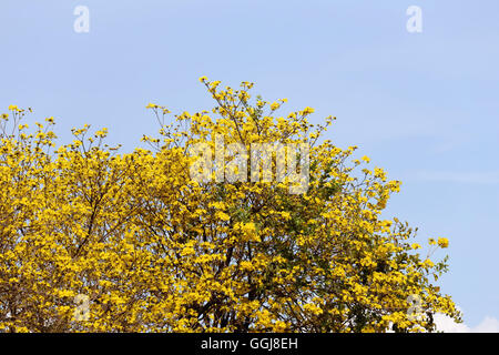 Tabebuia spectabilis fiore giallo o tabebuia flower bloom su albero nel giardino,Tropical fiori gialli una specie dall India. Foto Stock