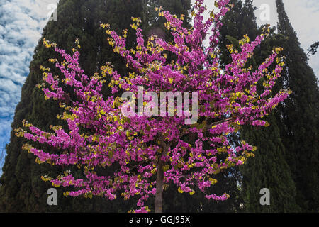 Un bacio di Giuda albero in piena fioritura, Spagna Foto Stock