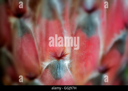 Chiusura del Protea fiore. Isola delle Hawaii. Foto Stock