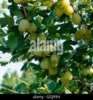 Ribes - " Invicta' AGM- (Culinary) FRU025209 Foto Stock