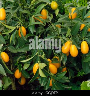 Kumquat - ovale o Nagami Kumquat- (Fortunella margarita) FRU048027 /foto Foto Stock