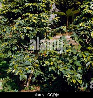 - Caffè (Coffea arabica) FRU054390 Foto Stock