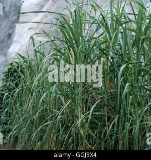 La canna da zucchero - (Saccharum officinarum) FRU108391 Foto Stock