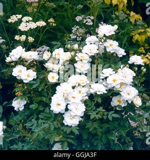 La copertura del terreno Rose - Rosa "Kent" AGM GCR044229 Foto Stock