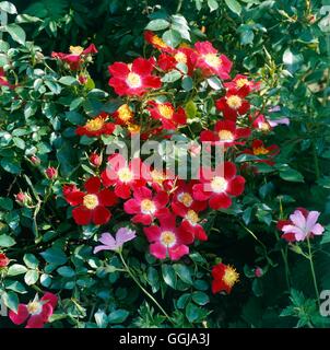 La copertura del terreno Rose - Rosa " Hampshire' GCR044234 Foto Stock